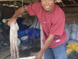Pemancing Gurita dan Involusi Perikanan