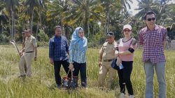 Petani Padi Tingsel Terancam Gagal Panen, Komisi III DPRD Bangkep Cari Solusi Tangani Kekeringan