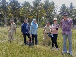 Petani Padi Tingsel Terancam Gagal Panen, Komisi III DPRD Bangkep Cari Solusi Tangani Kekeringan